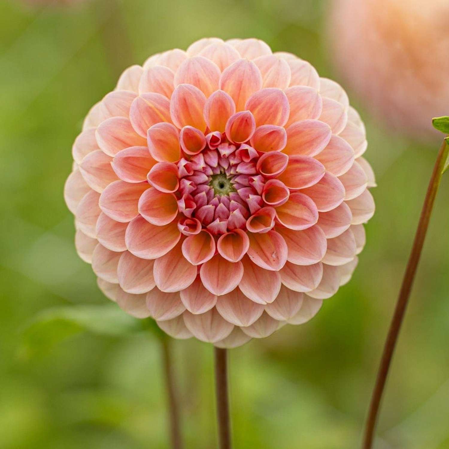 Dahlia 'Linda's Baby'